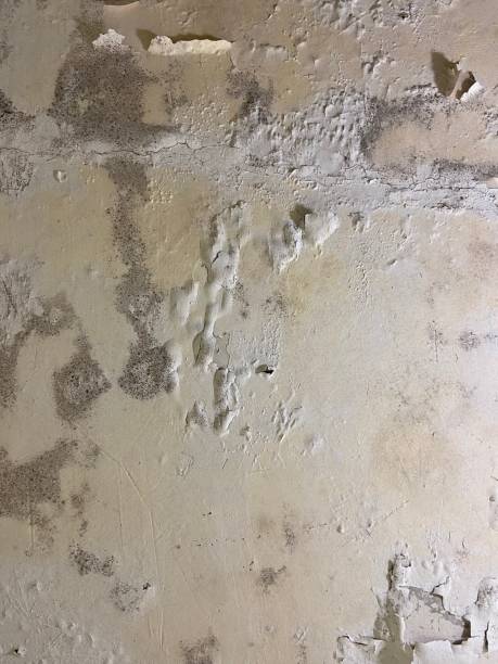 Best Commercial Mold Removal  in Gates Mills, OH
