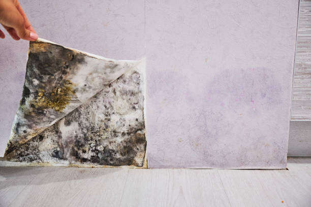 Professional Mold Removal in Gates Mills, OH